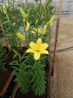 [4001 Yellow Cocotte No01.JPG]